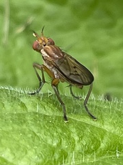 Tetanocera melanostigma