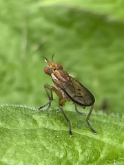 Tetanocera melanostigma