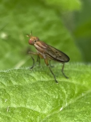 Tetanocera melanostigma