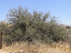 Quercus john-tuckeri