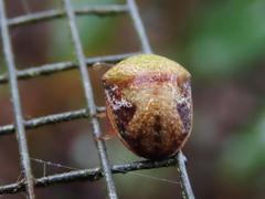 Solenotichus circuliferus