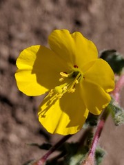 Camissoniopsis confusa