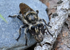 Laphria cinerea