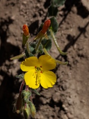 Camissoniopsis confusa