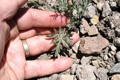 Perideridia bolanderi