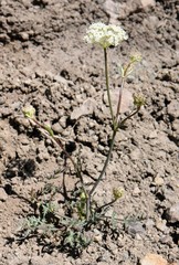 Perideridia bolanderi