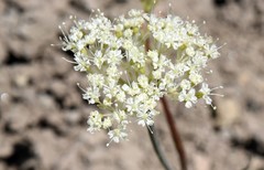 Perideridia bolanderi