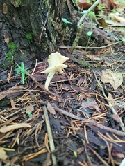 Helvella stevensii