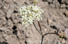 Perideridia bolanderi