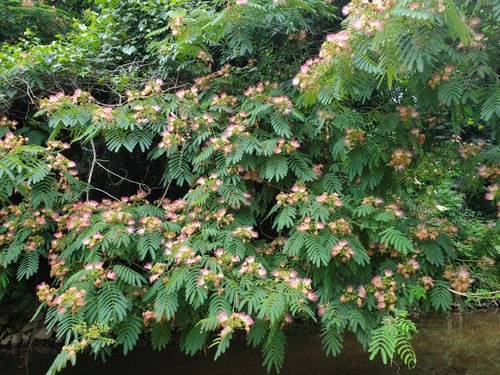 Albizia julibrissin