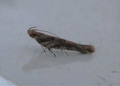 Pyroderces aellotricha