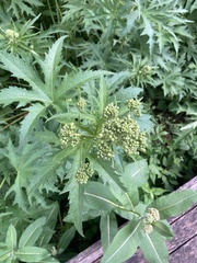 Filipendula rubra