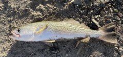 Cynoscion regalis
