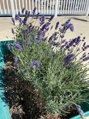 Lavandula
