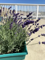 Lavandula