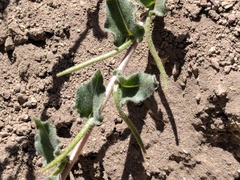 Camissoniopsis confusa