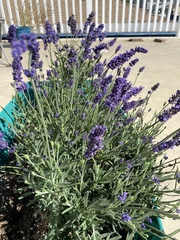 Lavandula