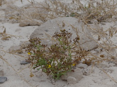 Senecio incrassatus