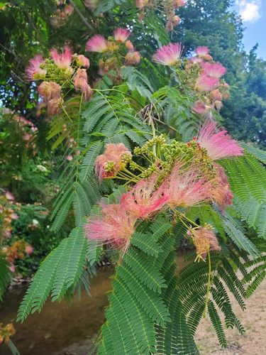 Albizia julibrissin