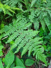 Dryopteris dilatata