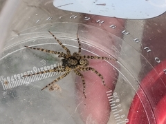 Arctosa maculata