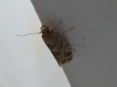 Parochmastis hilderi