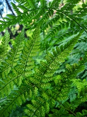 Dryopteris dilatata