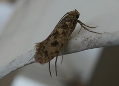 Lindera tessellatella