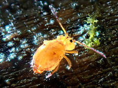 Sminthurinus henshawi