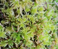 Sphagnum angermanicum