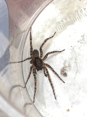 Arctosa maculata