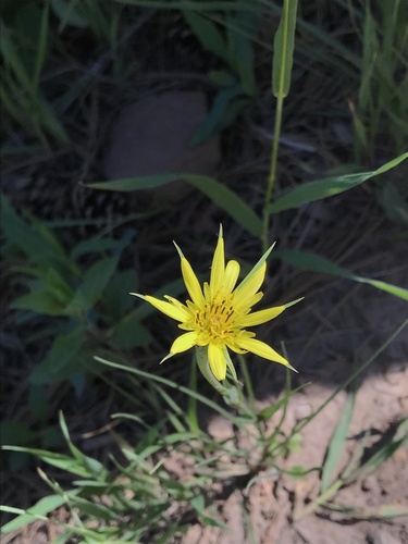Goatsbeard