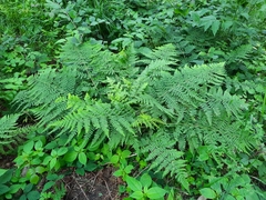 Dryopteris dilatata