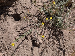 Camissoniopsis confusa