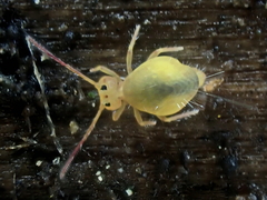 Sminthurinus henshawi