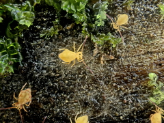 Sminthurinus henshawi