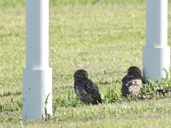 Athene cunicularia floridana