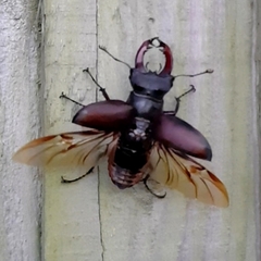 Lucanus cervus
