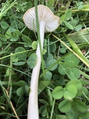 Hymenopellis furfuracea image
