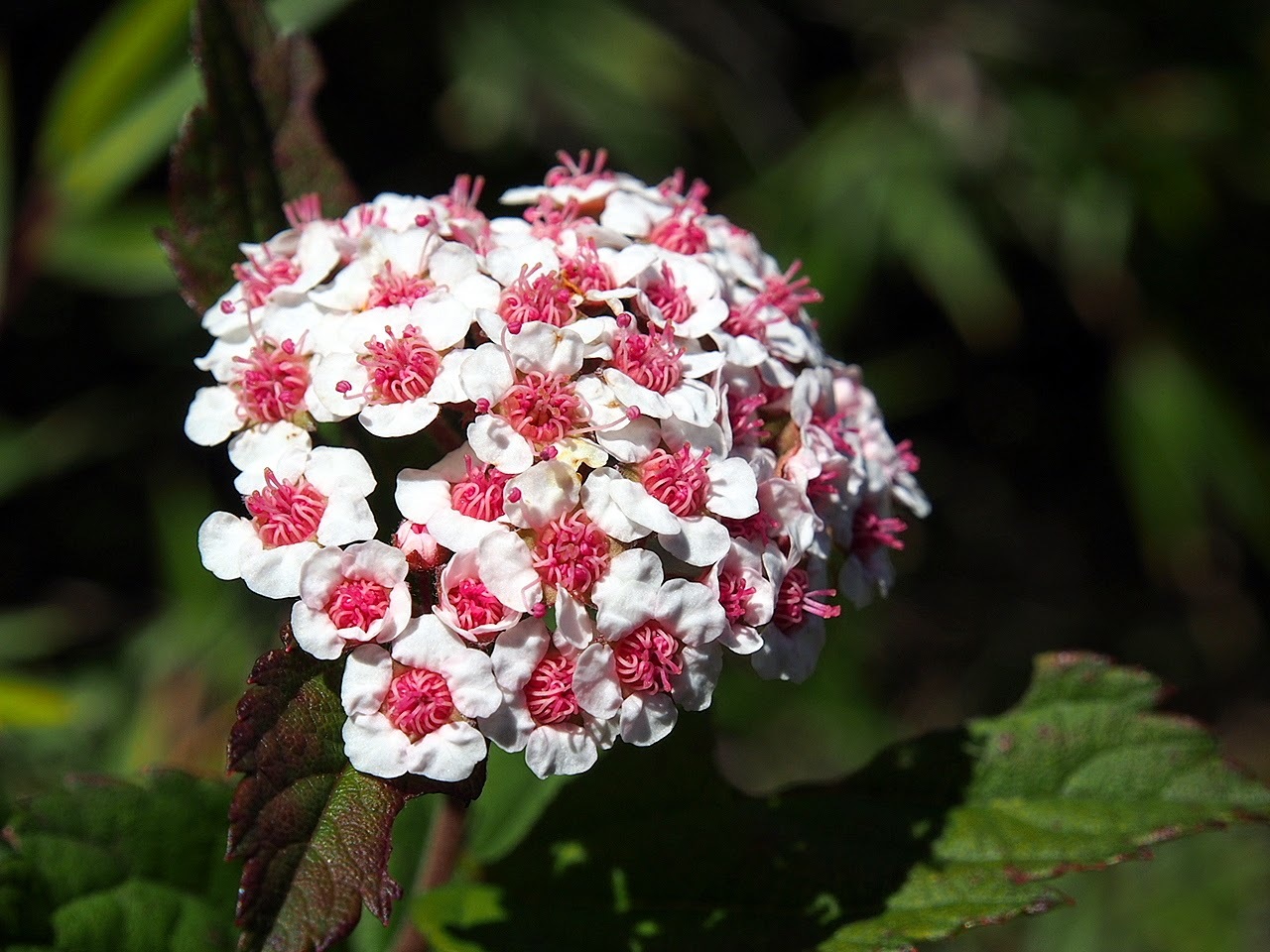 Spiraea
