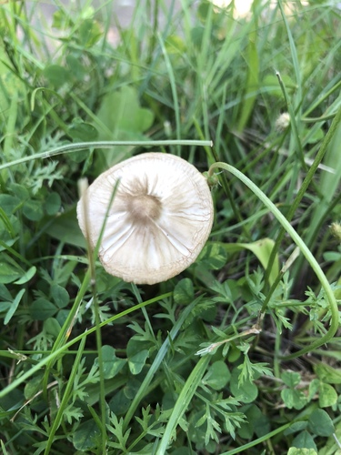 Hymenopellis furfuracea image