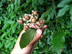 Rubus kawakamii