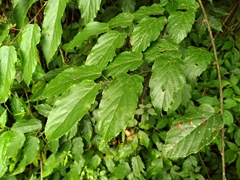 Rubus kawakamii