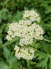 Valeriana occidentalis
