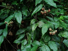 Rubus kawakamii