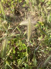 Hordeum