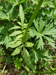 Valeriana occidentalis