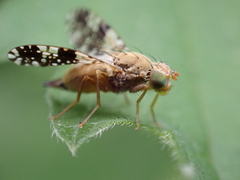 Tephritis conura
