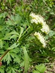 Valeriana occidentalis