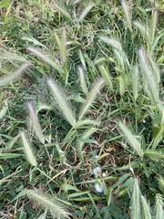 Hordeum